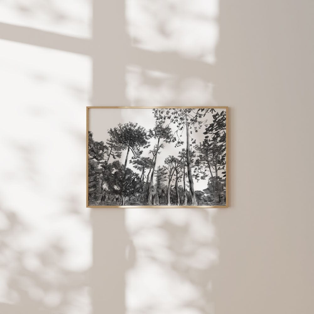 Keurboom Forests