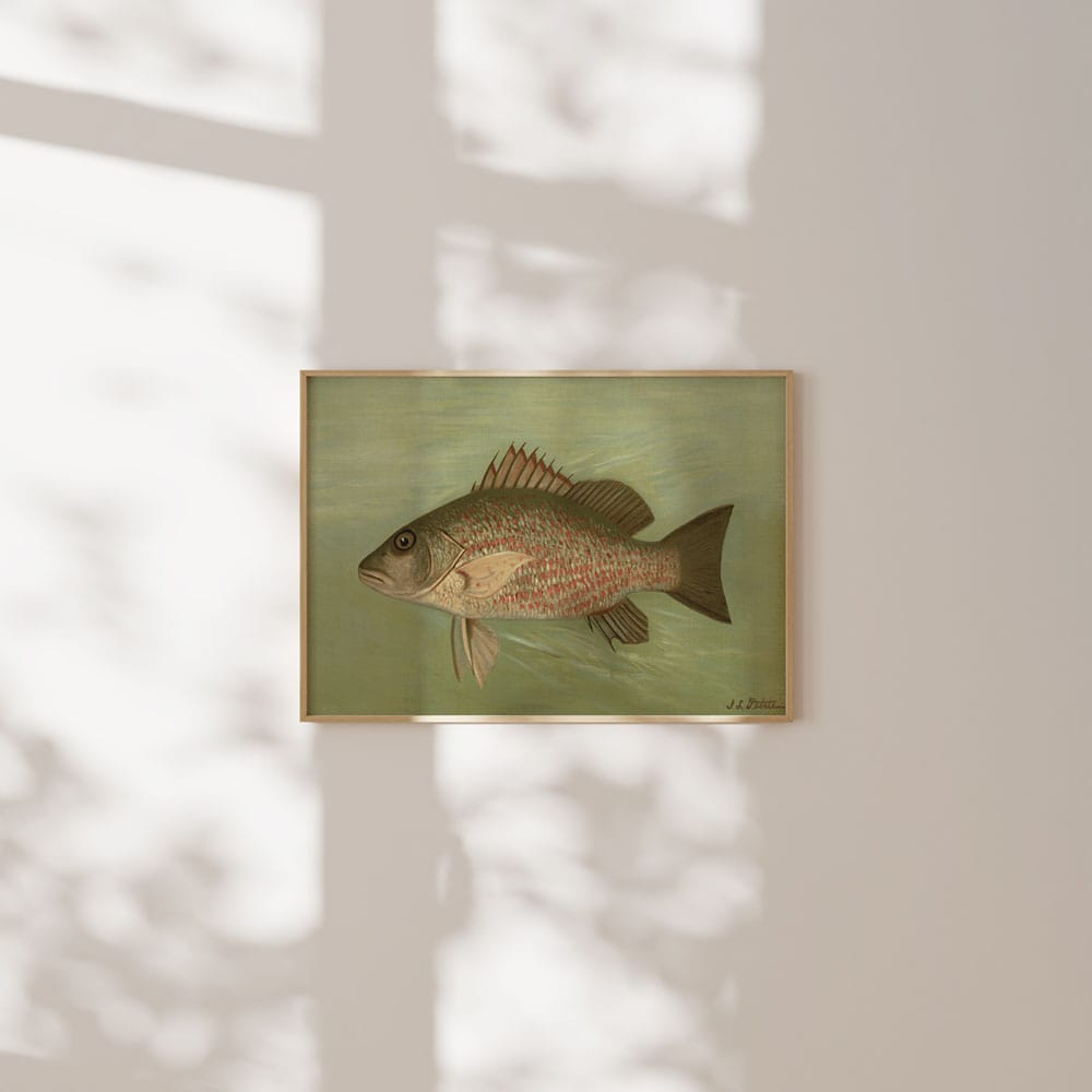 The Mangrove Snapper