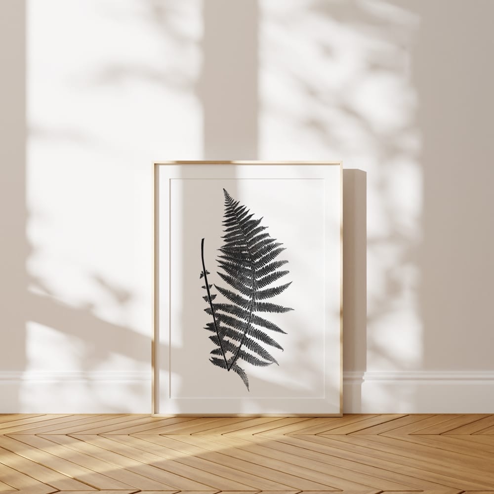 Fern Illustration II