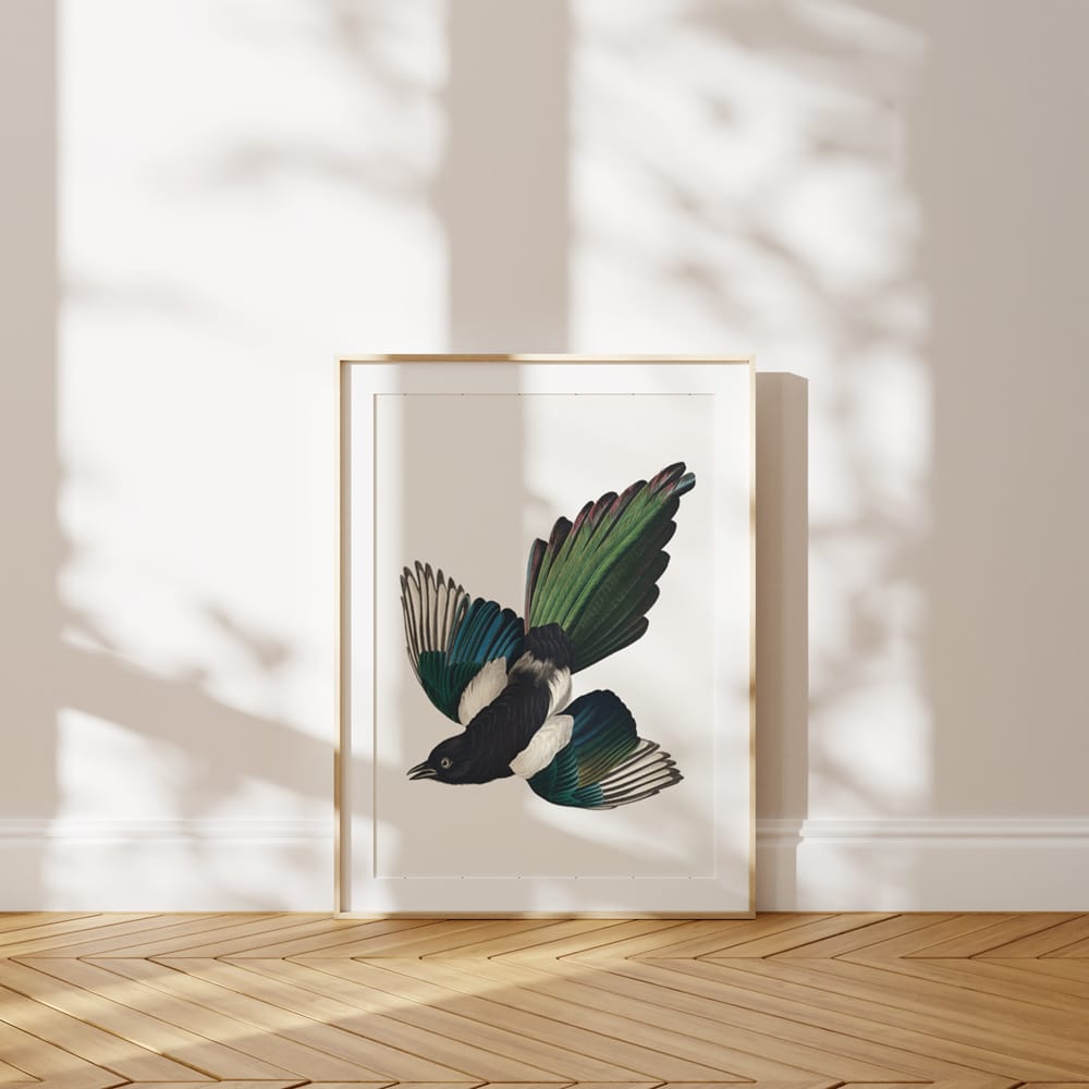 Audubon American Magpie