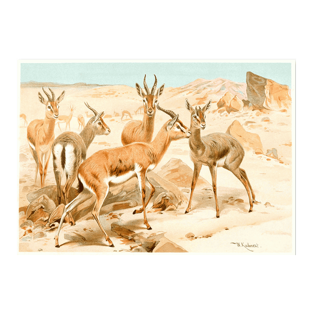 Dorcas Gazelle