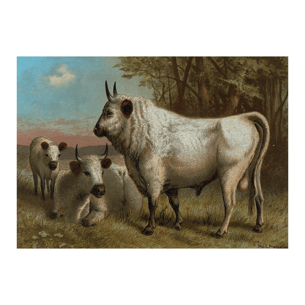 Chillingham Cattle