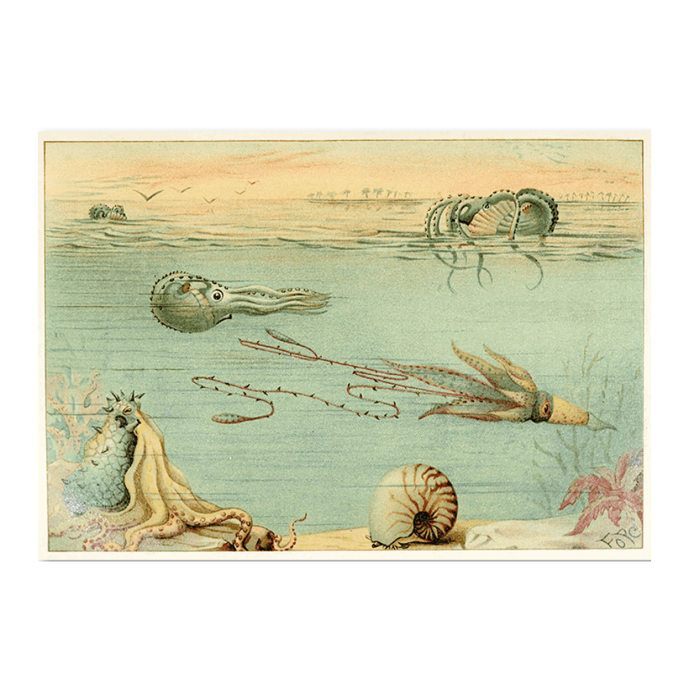 Cephalopoda