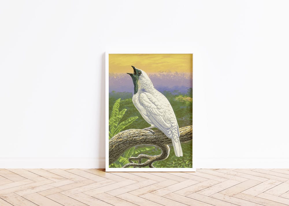 Naked-Throated Cotinga