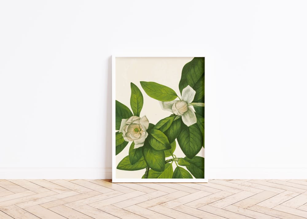 Sweetbay. Magnolia Virginiana (1925)