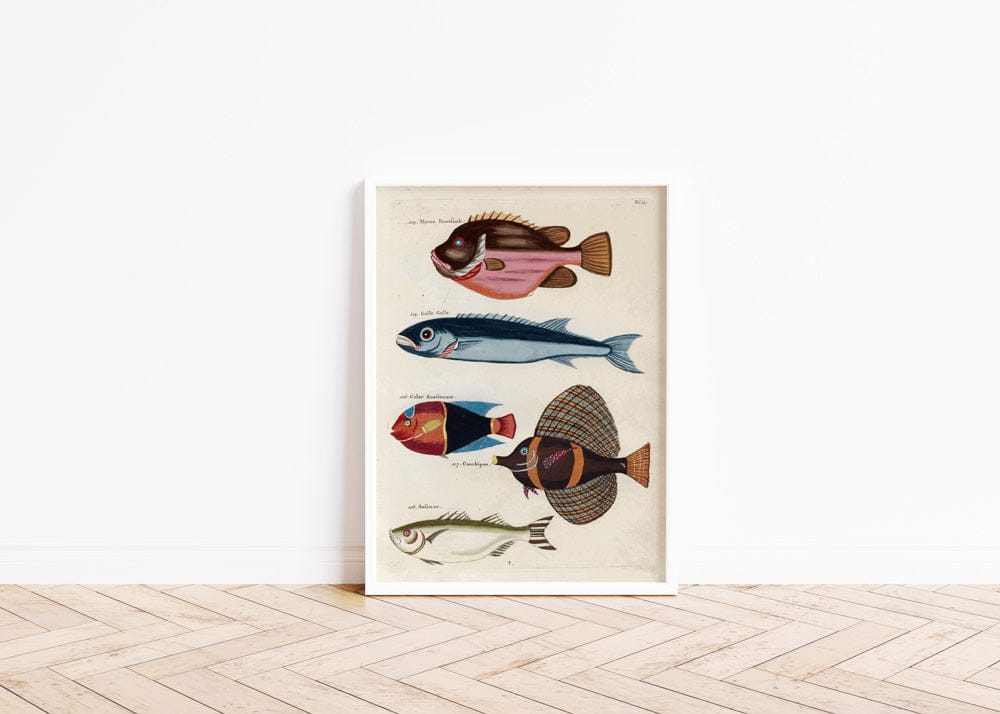 Poissons, Ecrevisses Et Crabes, De Diverses Couleurs Et Figures Extraordinaires PI XIX