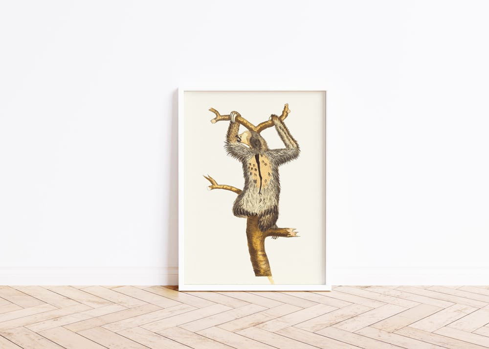 Three-Toed Sloth