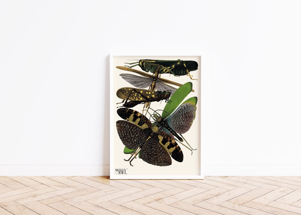 Insectes PI XIX(1929)