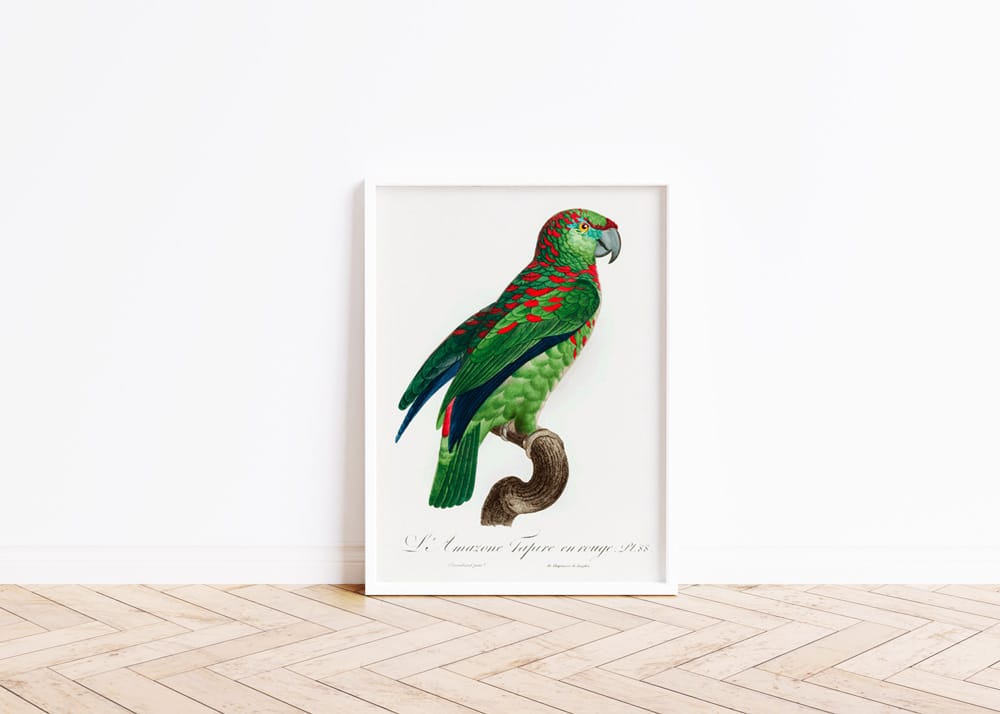 The Turquoise Fronted Amazon Parrot