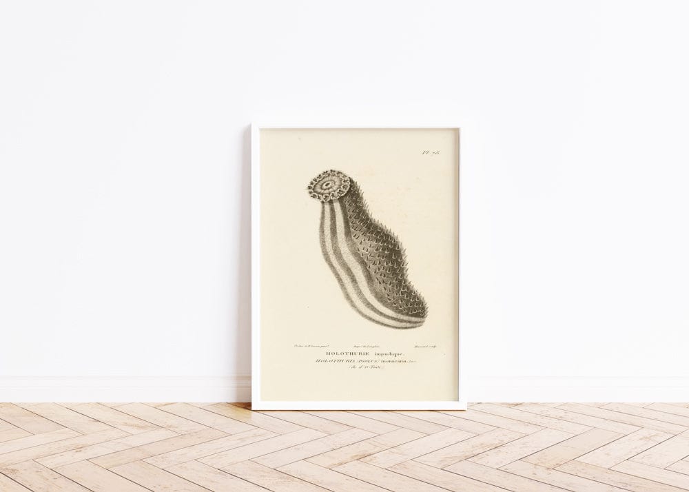 Centurie Zoologique PI LXXVII