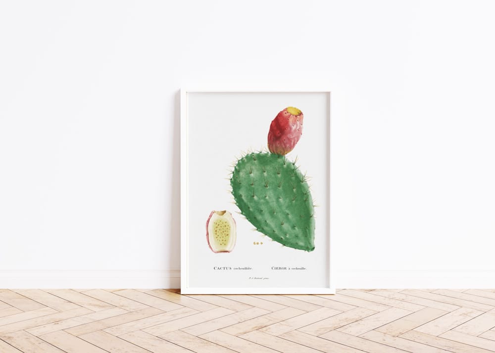 Cactus Cochenillifer Succulent