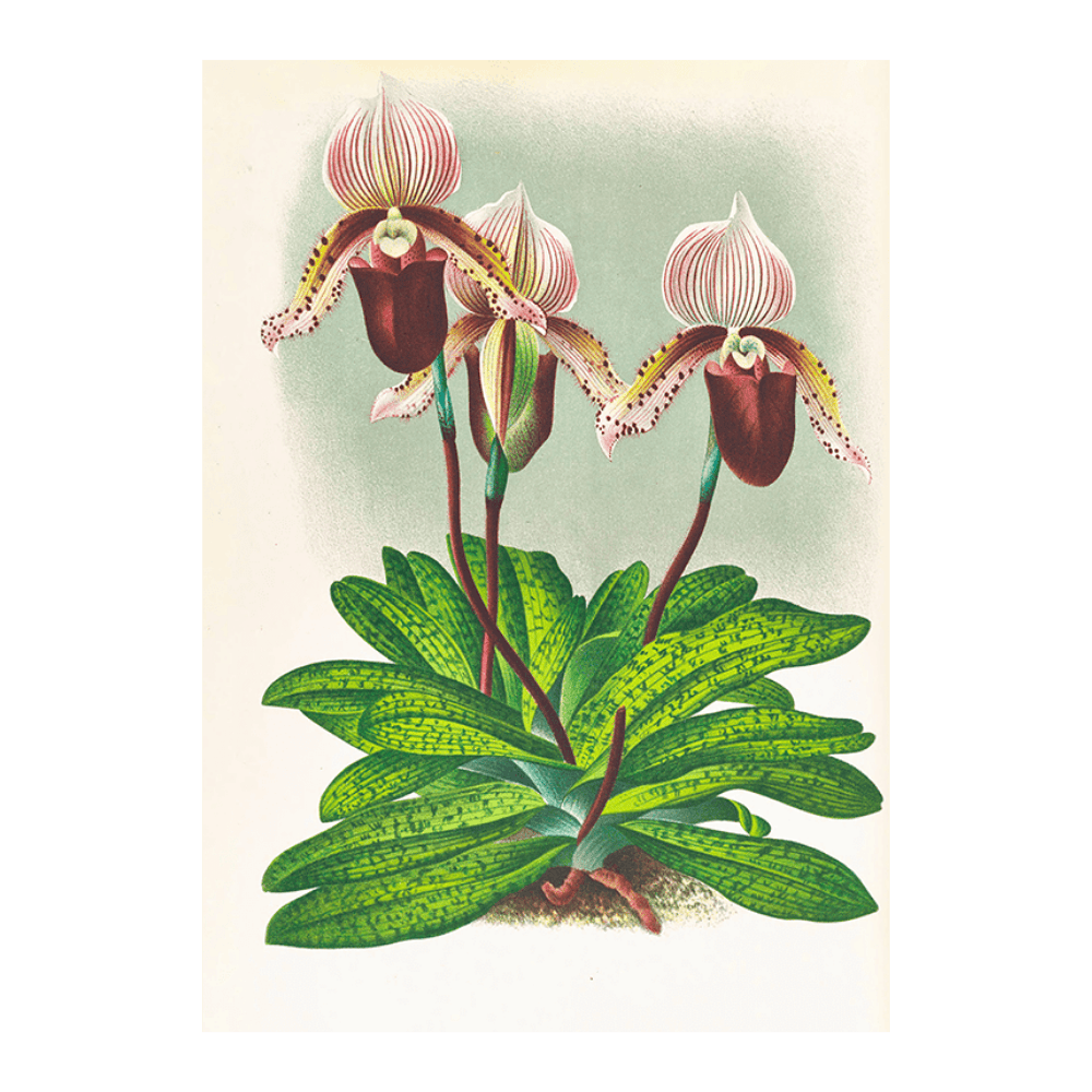 Cypripedium Barbato Veitchianum