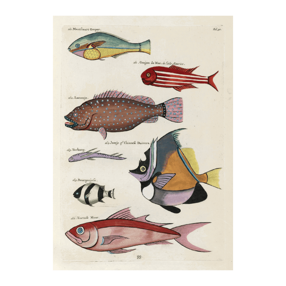 Poissons, Ecrevisses Et Crabes, De Diverses Couleurs Et Figures Extraordinaires PI XXX