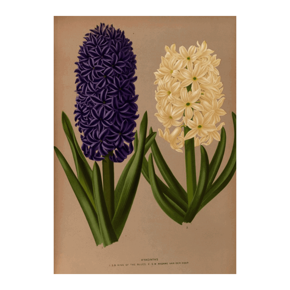 Hyacinths 6 (1872-1881)