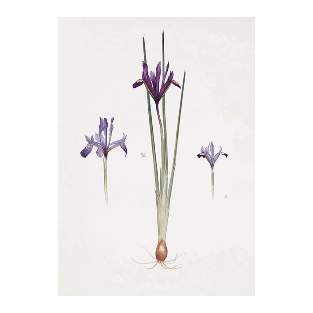 Iris reticulata, Iris histrio var. orthopetala and Iris Bakeriana (1913)