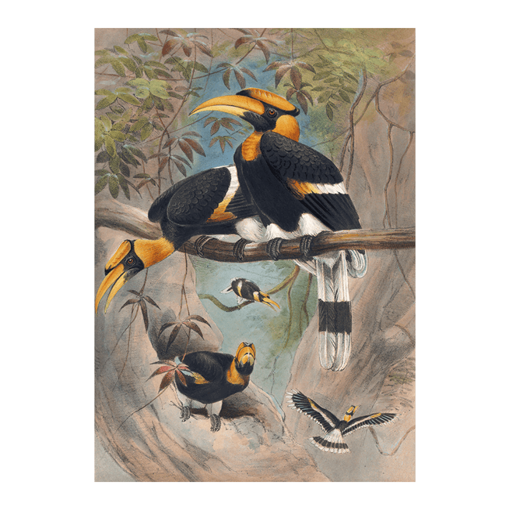 The Rhinoceros Hornbill