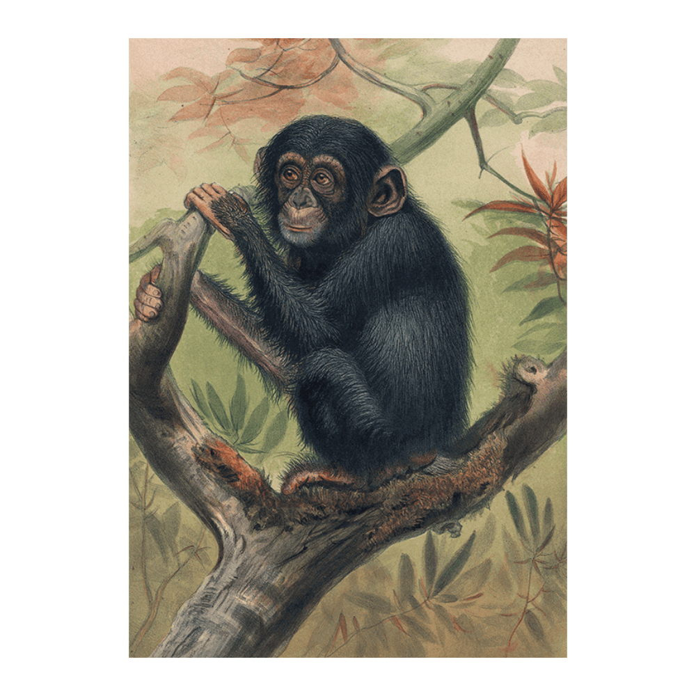 The Chimpanzee