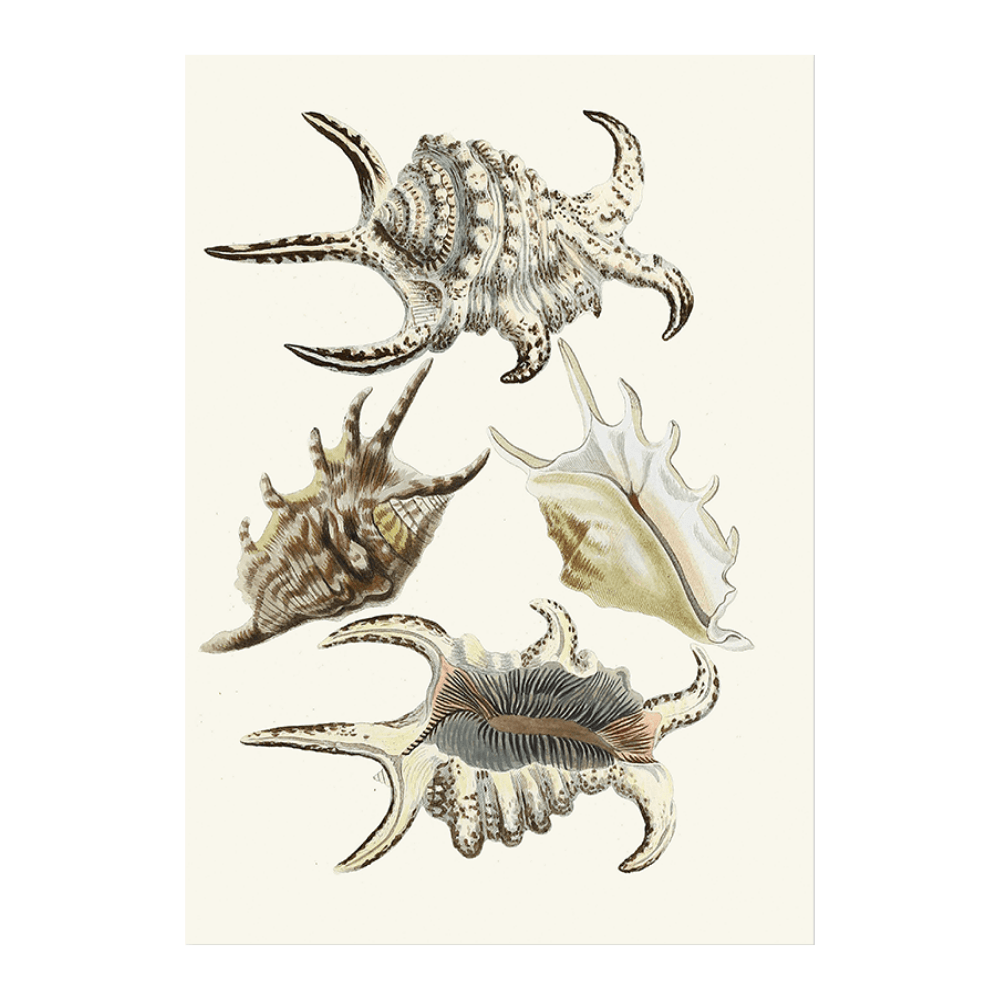 Strombea XXI