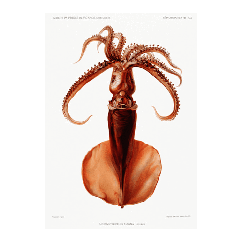 Squid Résultats des Campagnes Scientifiques