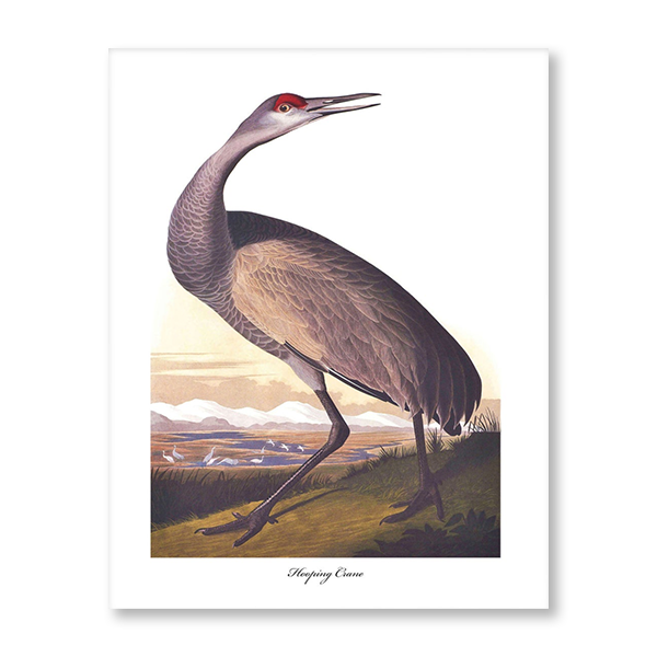 Audubon Hooping Crane II