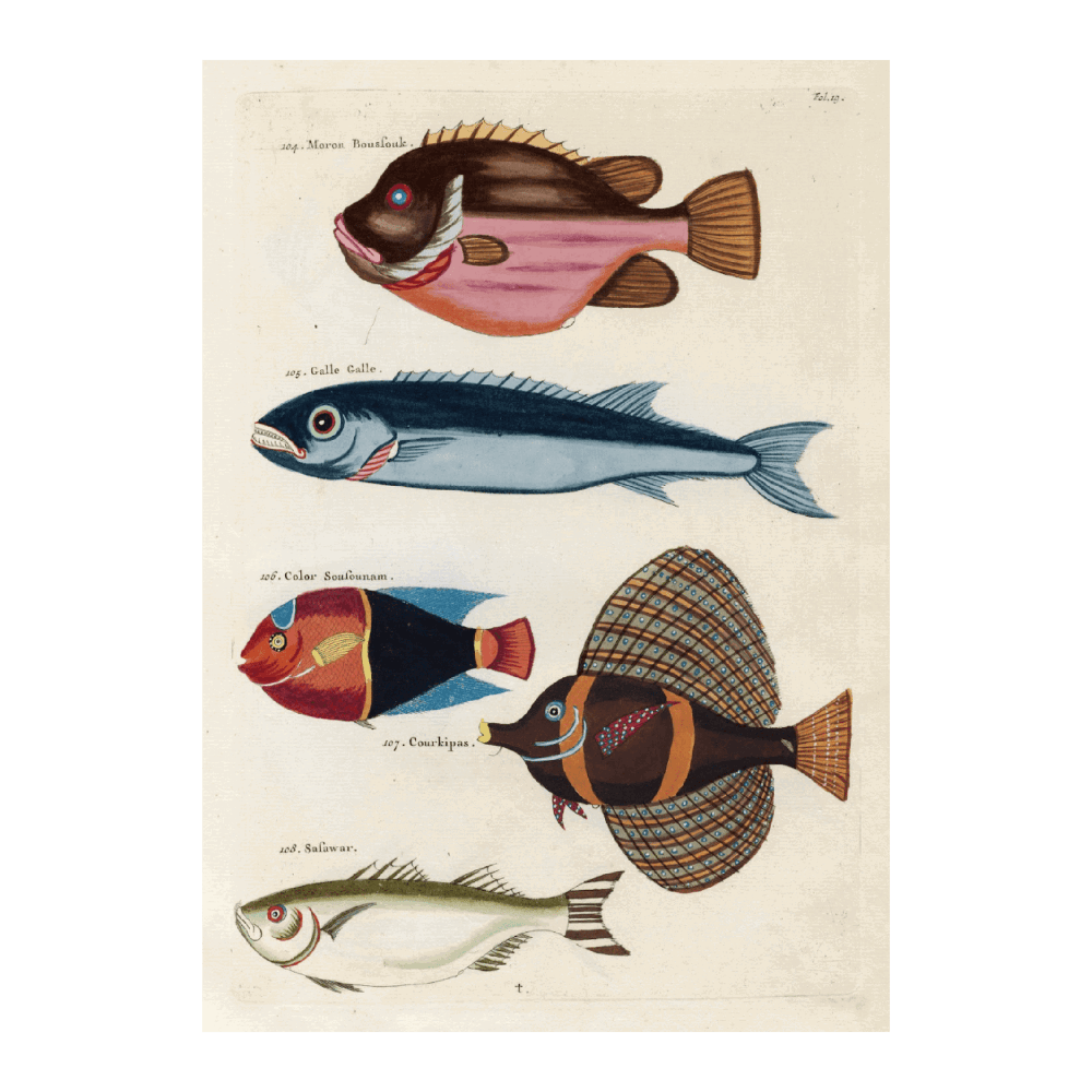 Poissons, Ecrevisses Et Crabes, De Diverses Couleurs Et Figures Extraordinaires PI XIX
