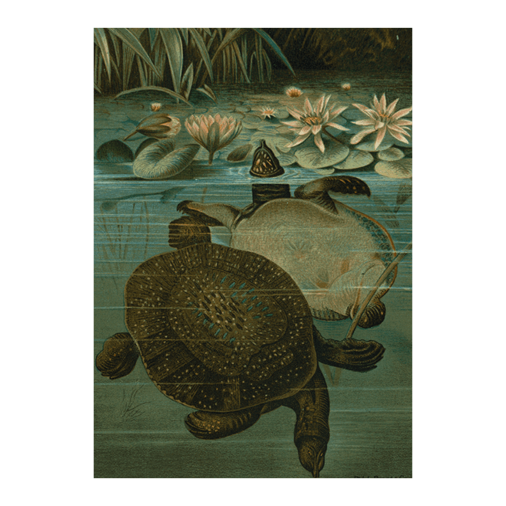 Soft Turtles
