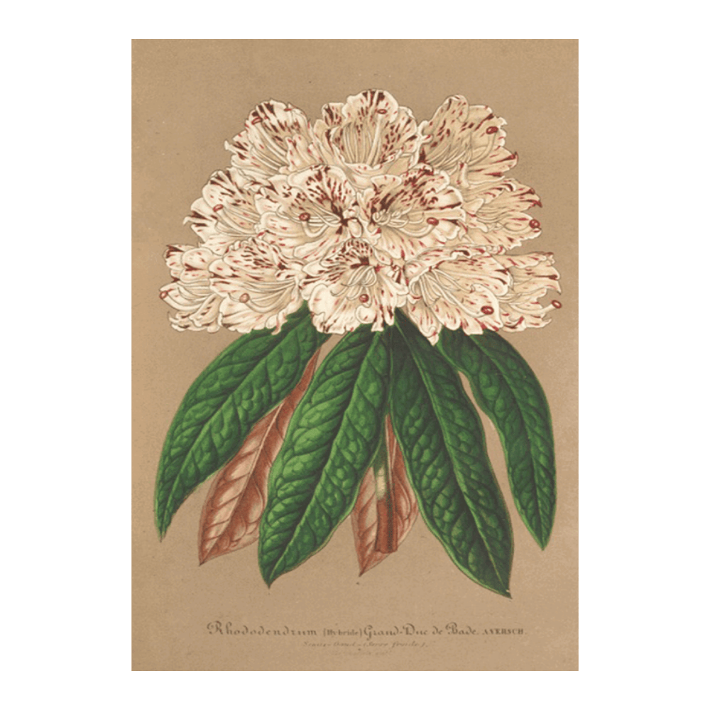 Rhododendrum Grand Duc de Bade (1854-1896)