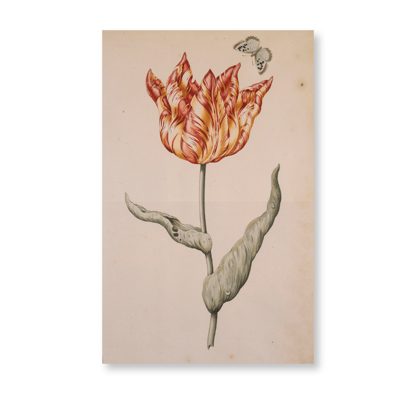 A Tulip With A Butterfly - Jasper & Jute