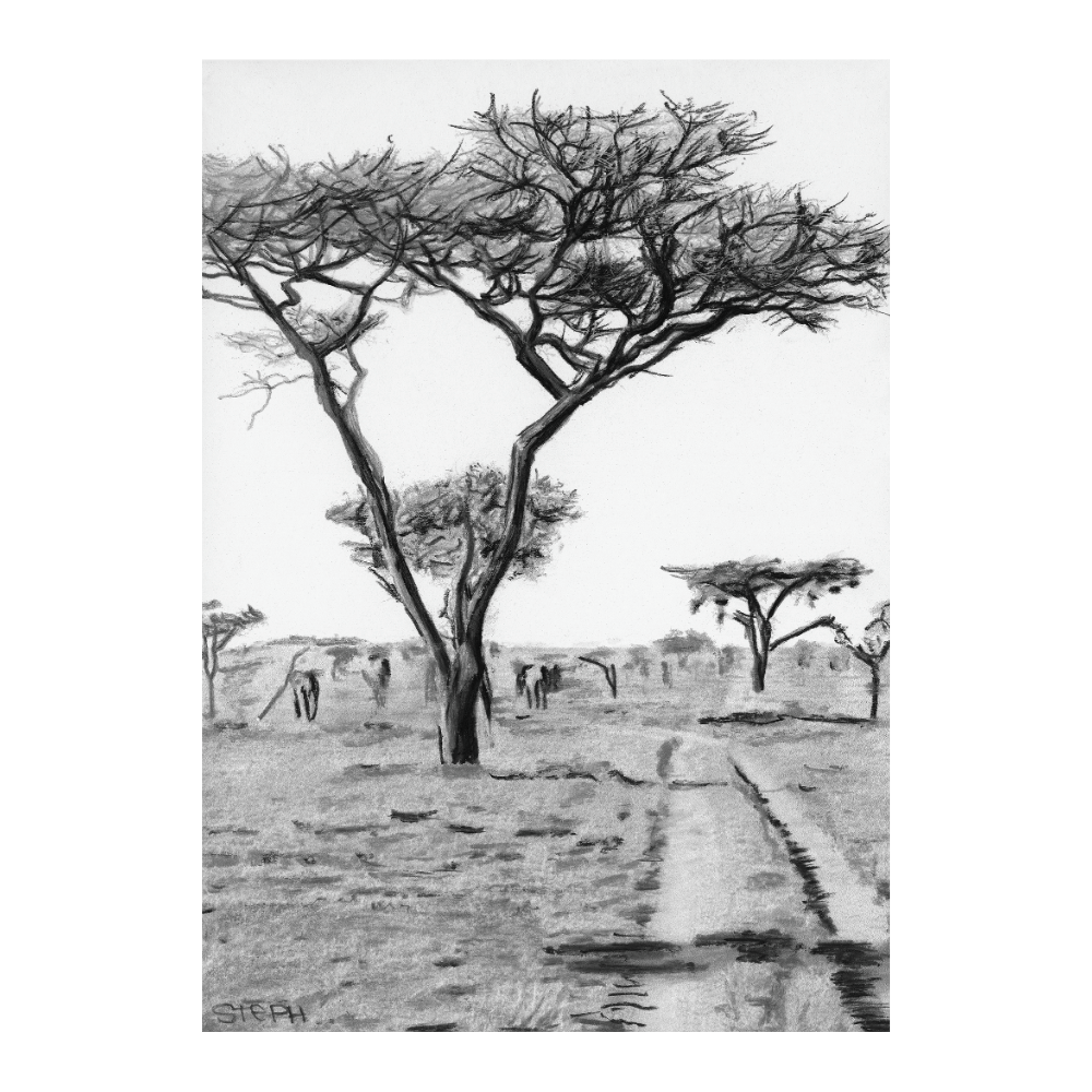 Acacia
