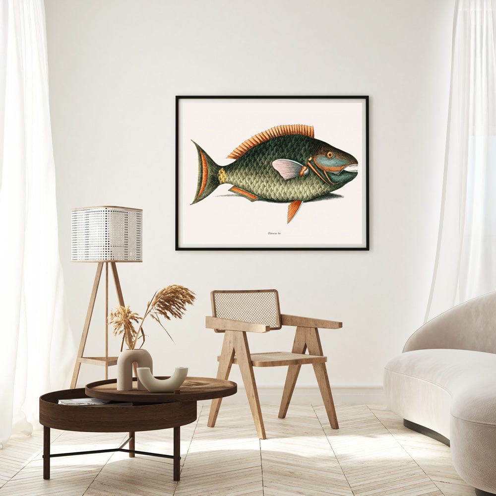Parrot Fish (Psittacus Piscis Viridis)