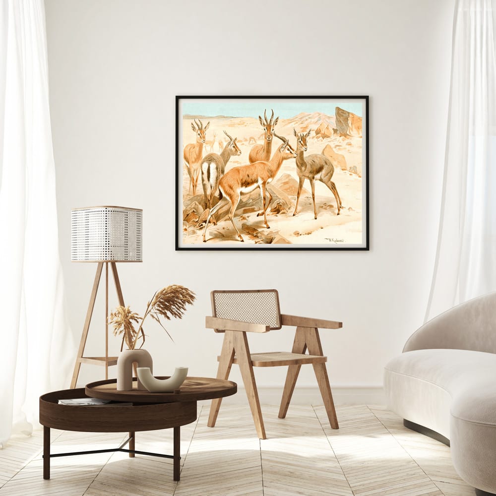 Dorcas Gazelle
