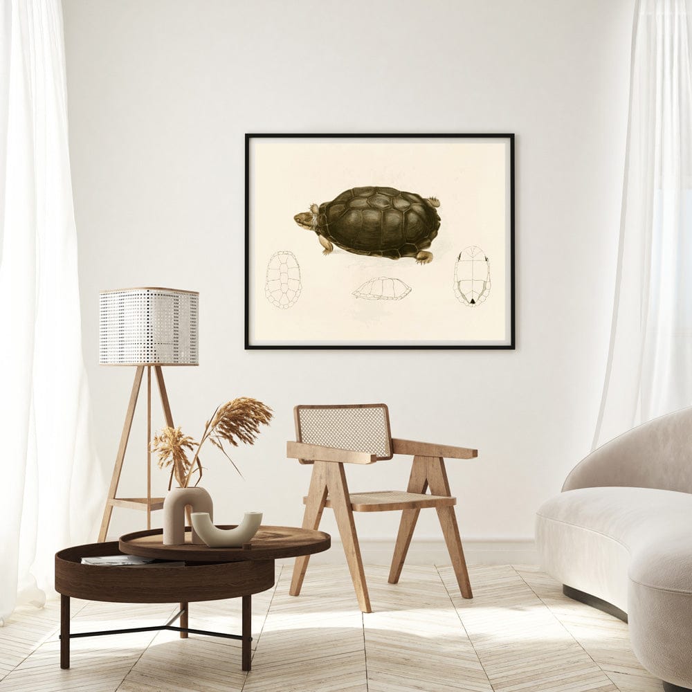 Sternotherus Sinuatus