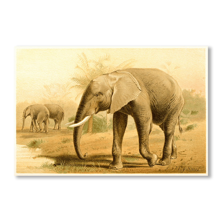 African Elephant - Jasper & Jute