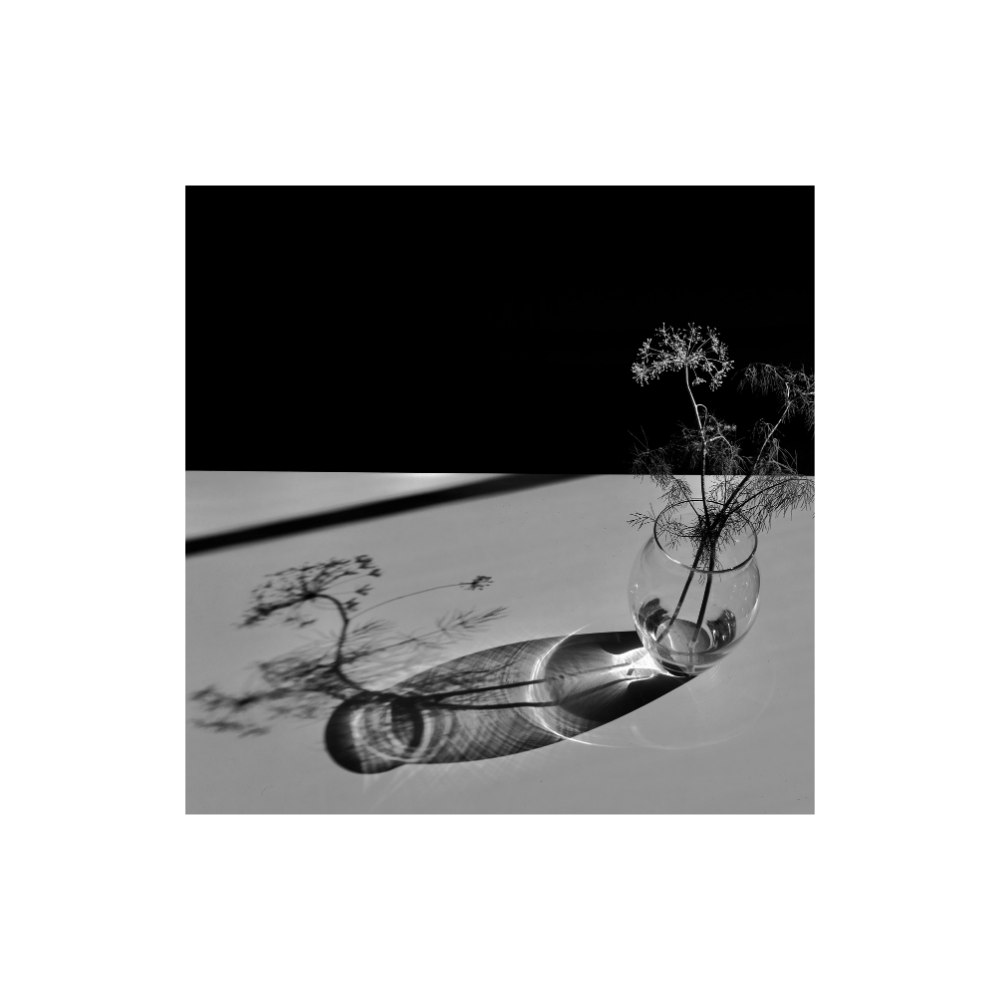 Afternoon Dill Light