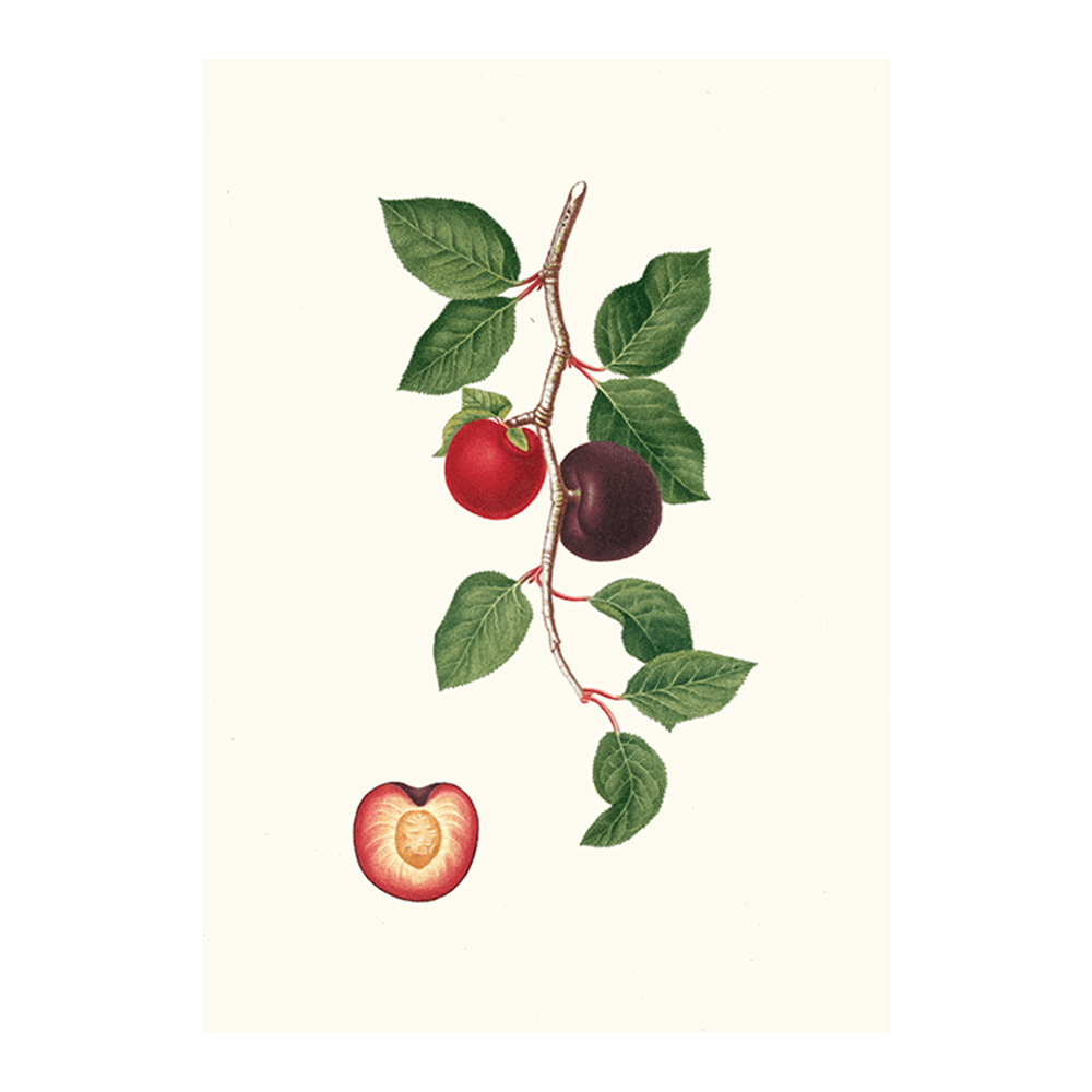 Albicocco Susino. [Armeniaca prunata _ Apricot]
