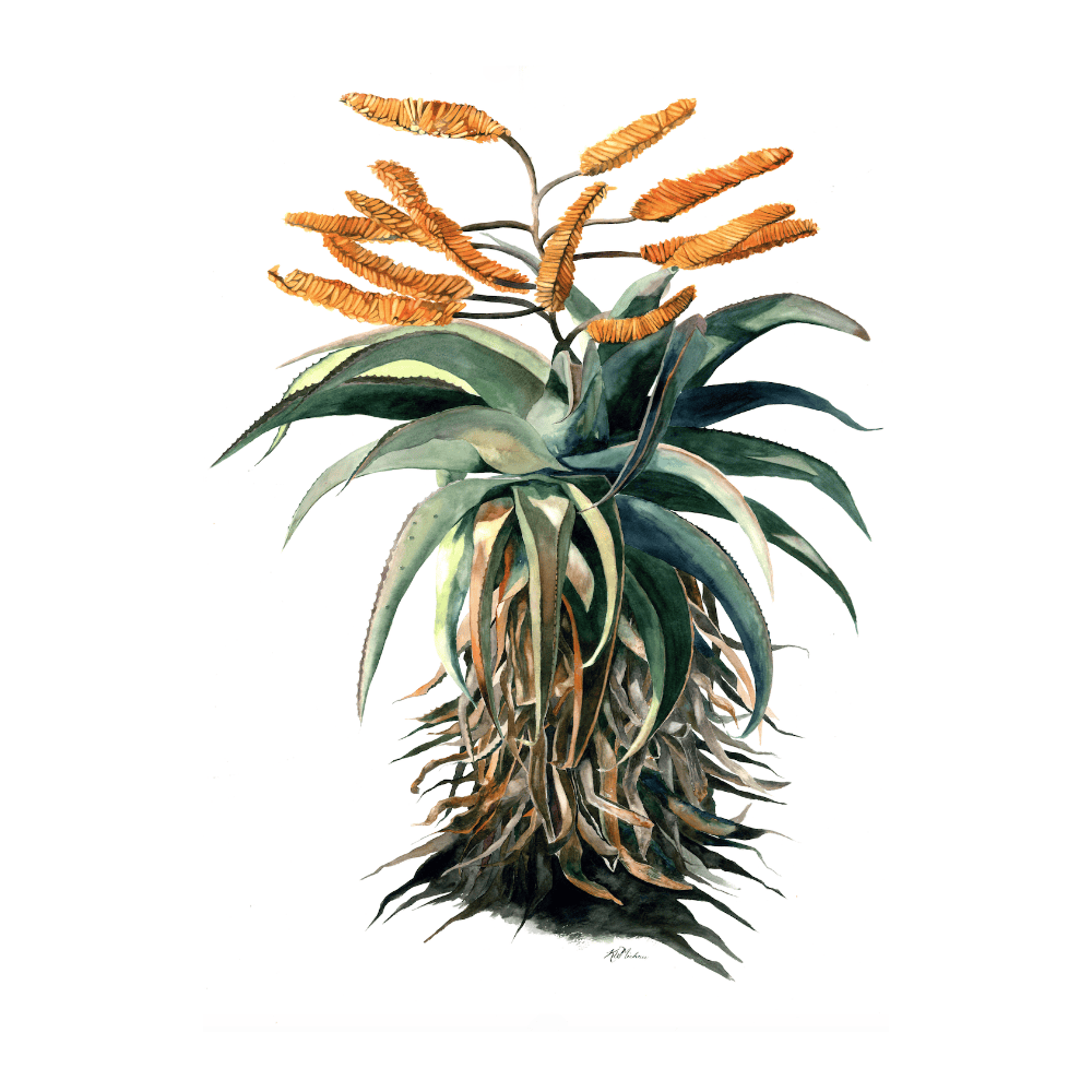 Aloe