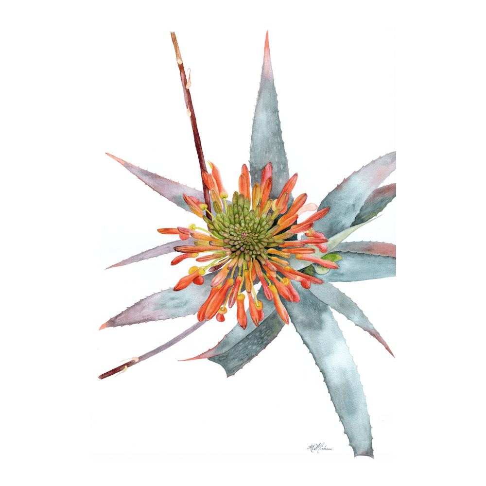 Aloe Flower