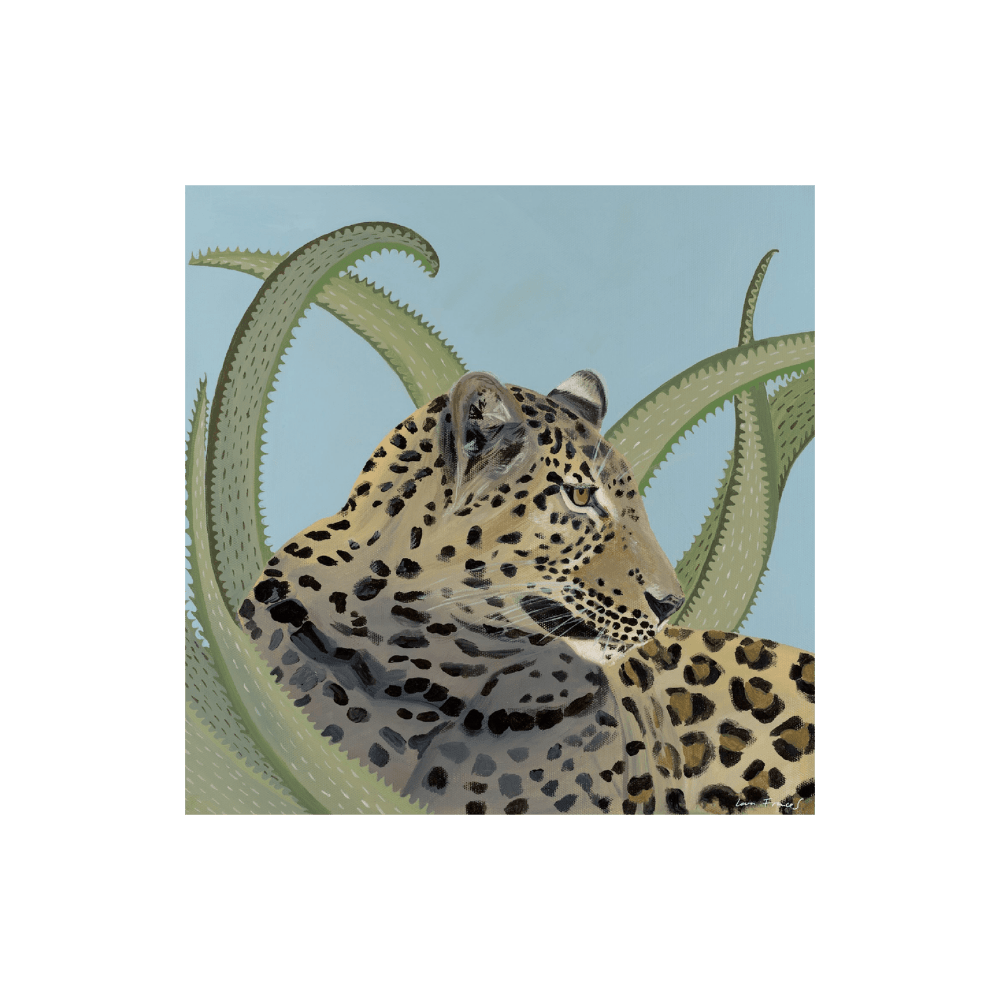 Aloe Leopard