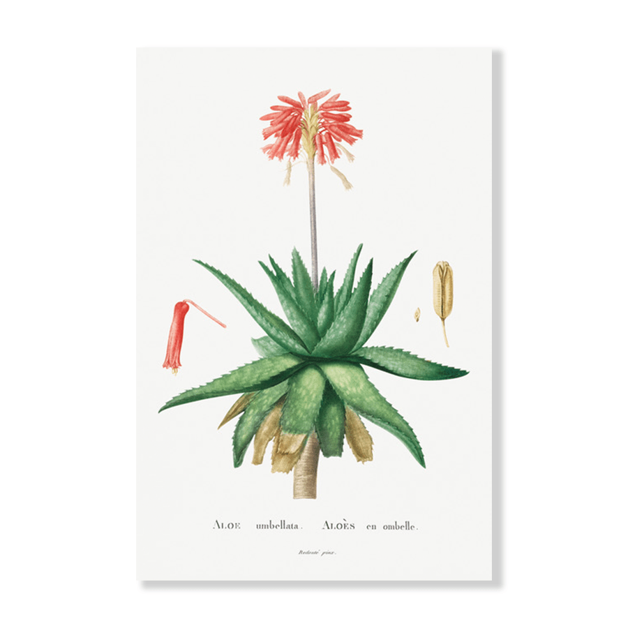 Aloe Umbellata Succulent - Jasper & Jute