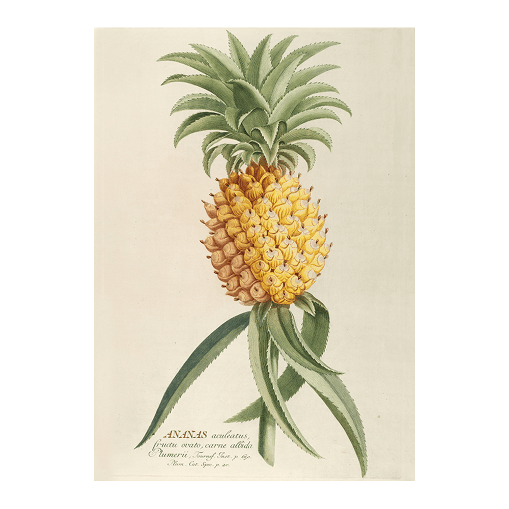 Ananas