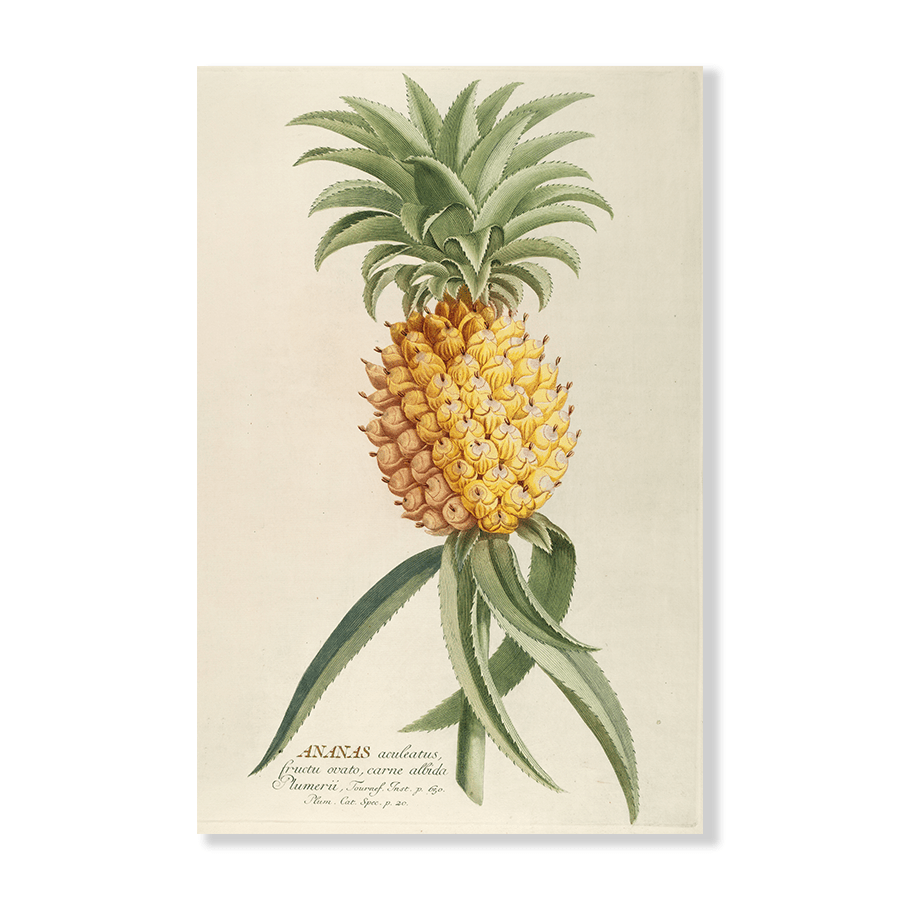 Ananas - Jasper & Jute