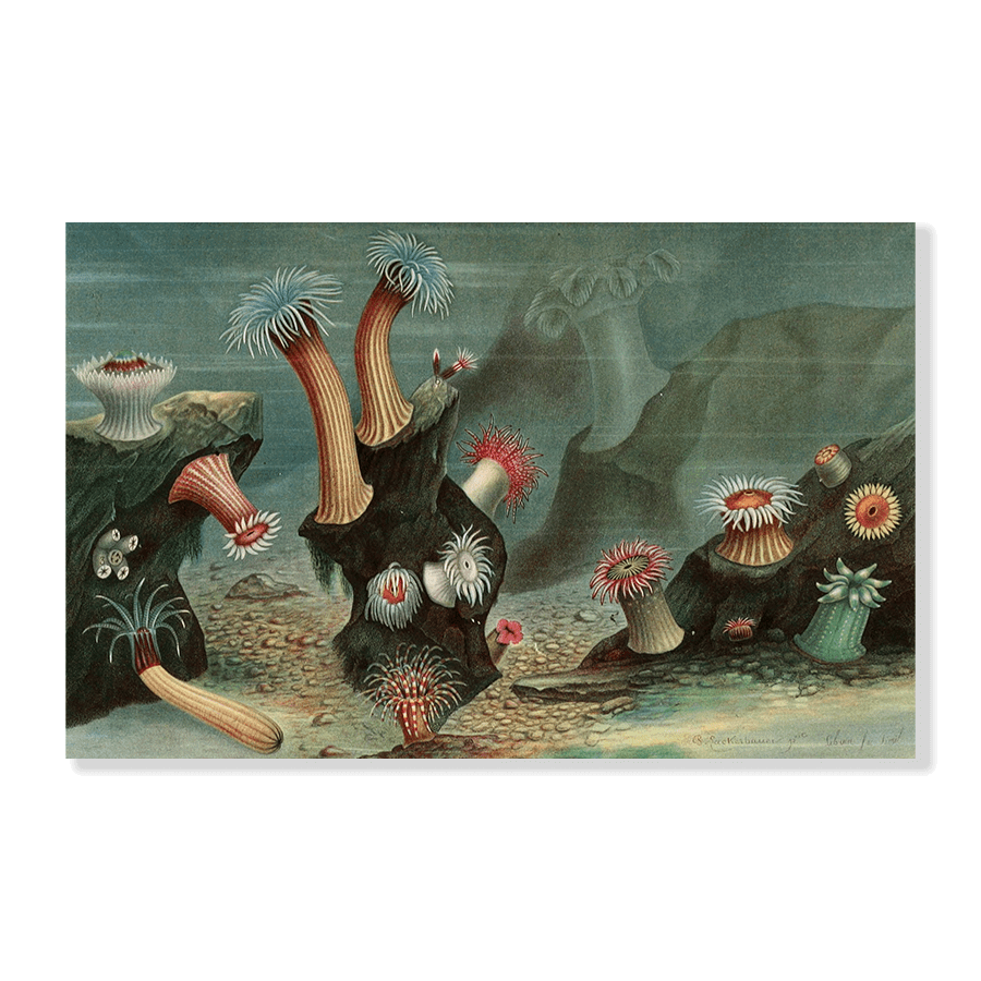 Anémones de Mer - Jasper & Jute