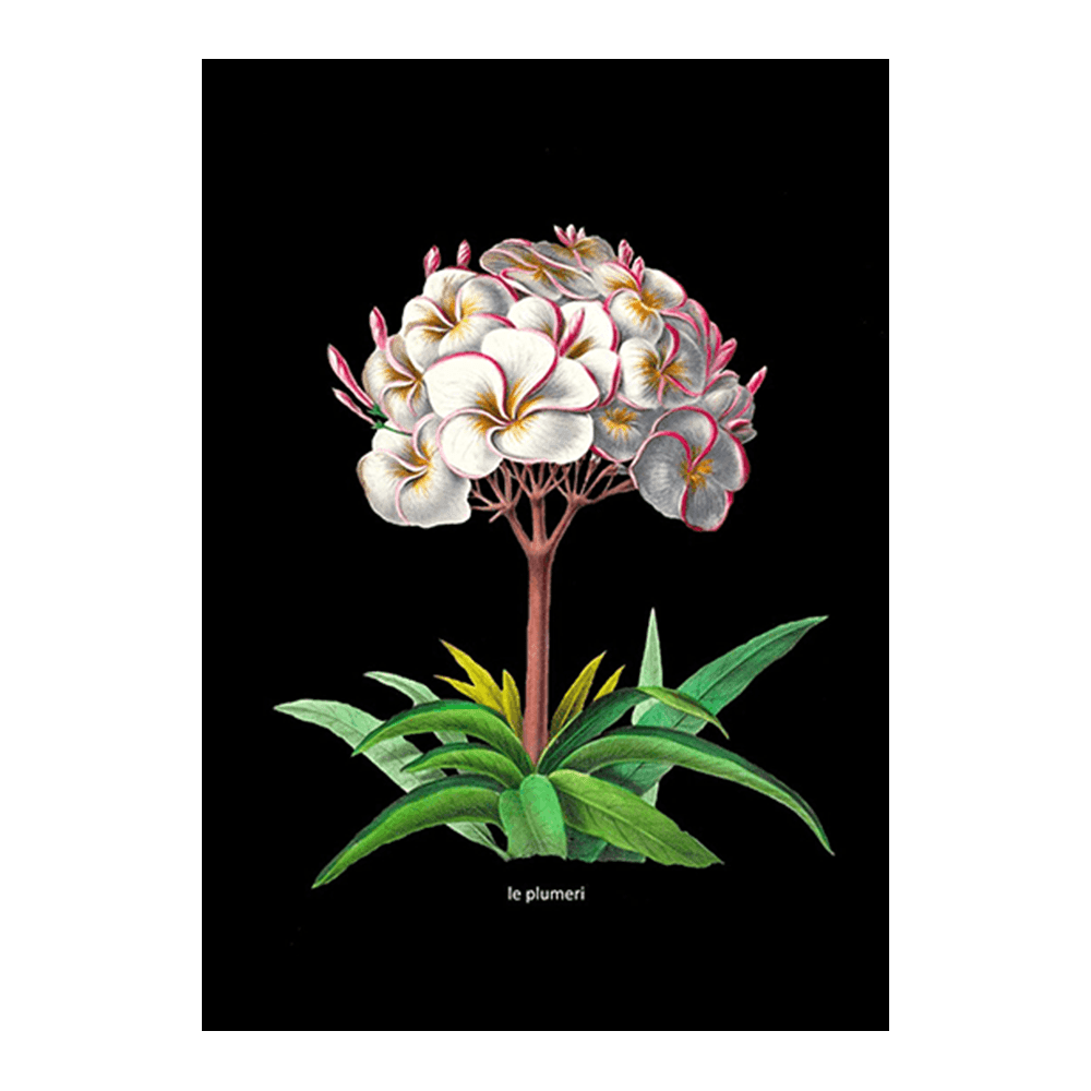 Antique French Botanical V