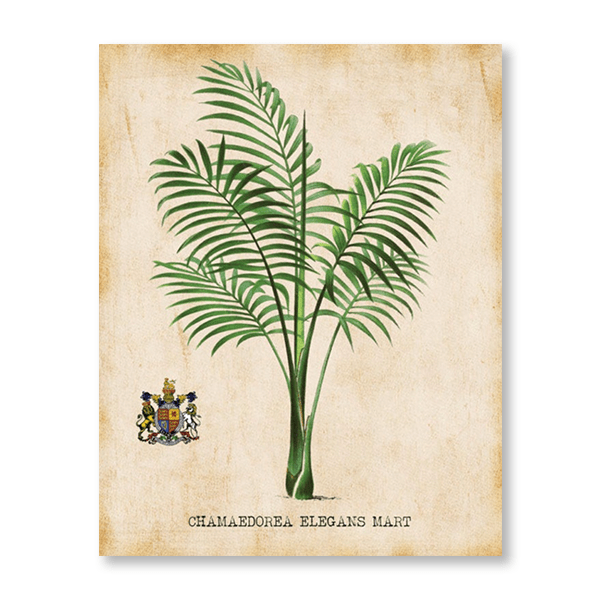 Antique Palm Print Set I - Jasper & Jute