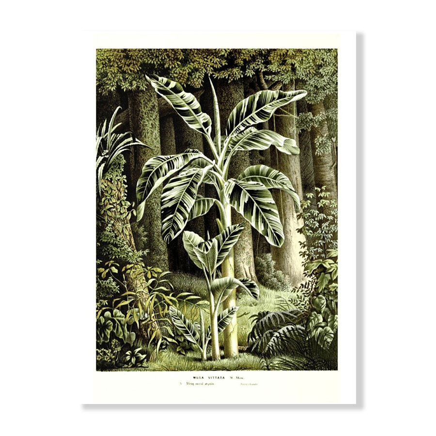 Antique Tropical Illustration - Jasper & Jute