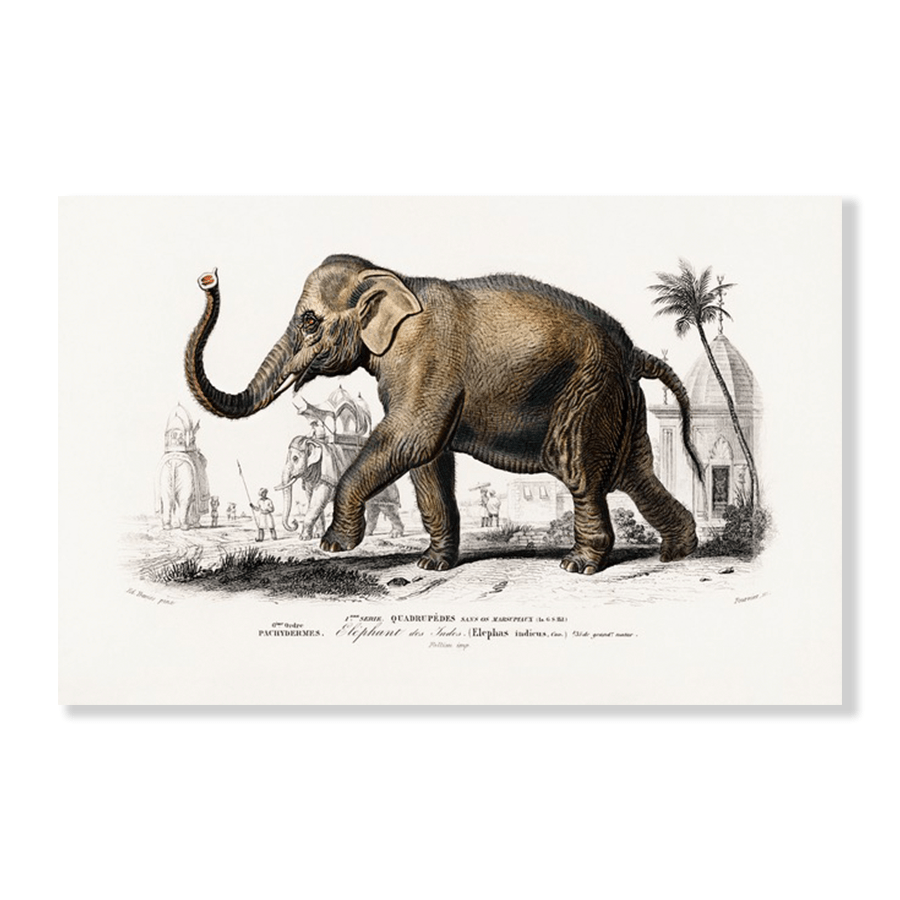 Asiatic Elephant (Elephas maximus) - Jasper & Jute