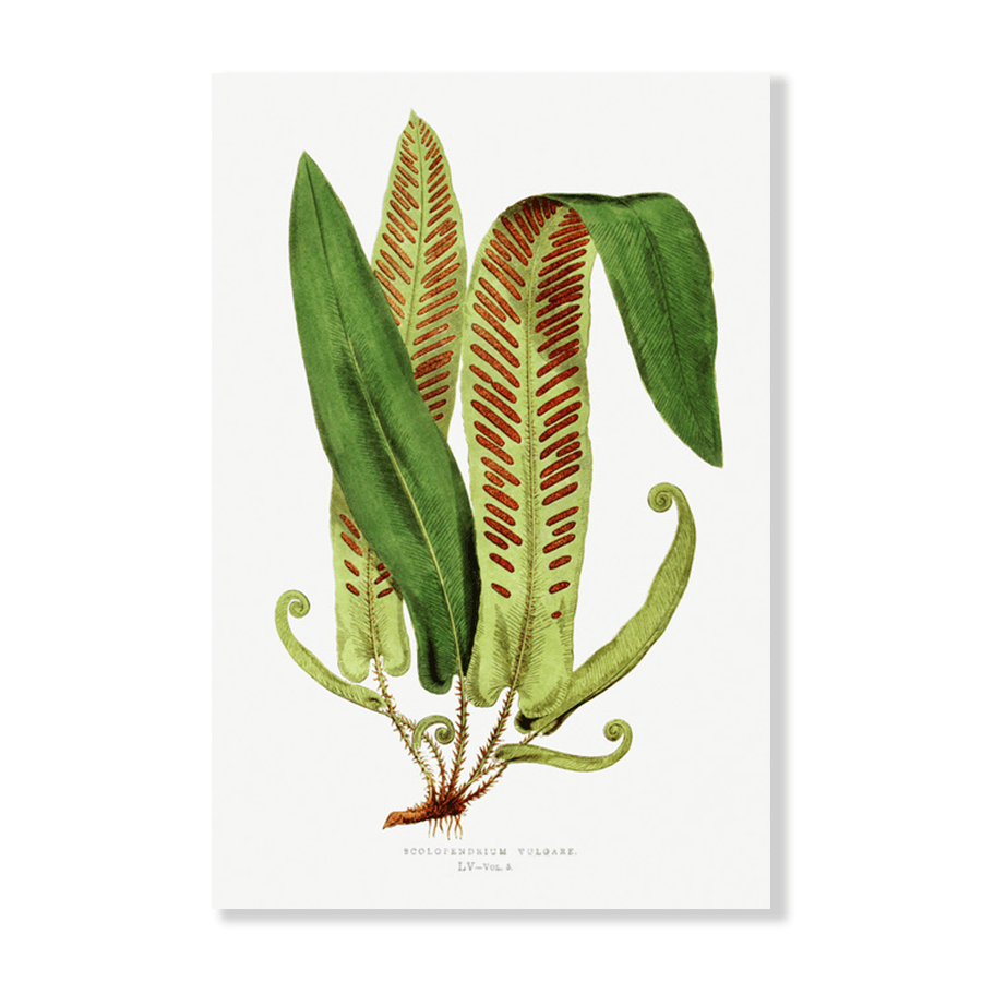 Asplenium Vulgare  Fern - Jasper & Jute