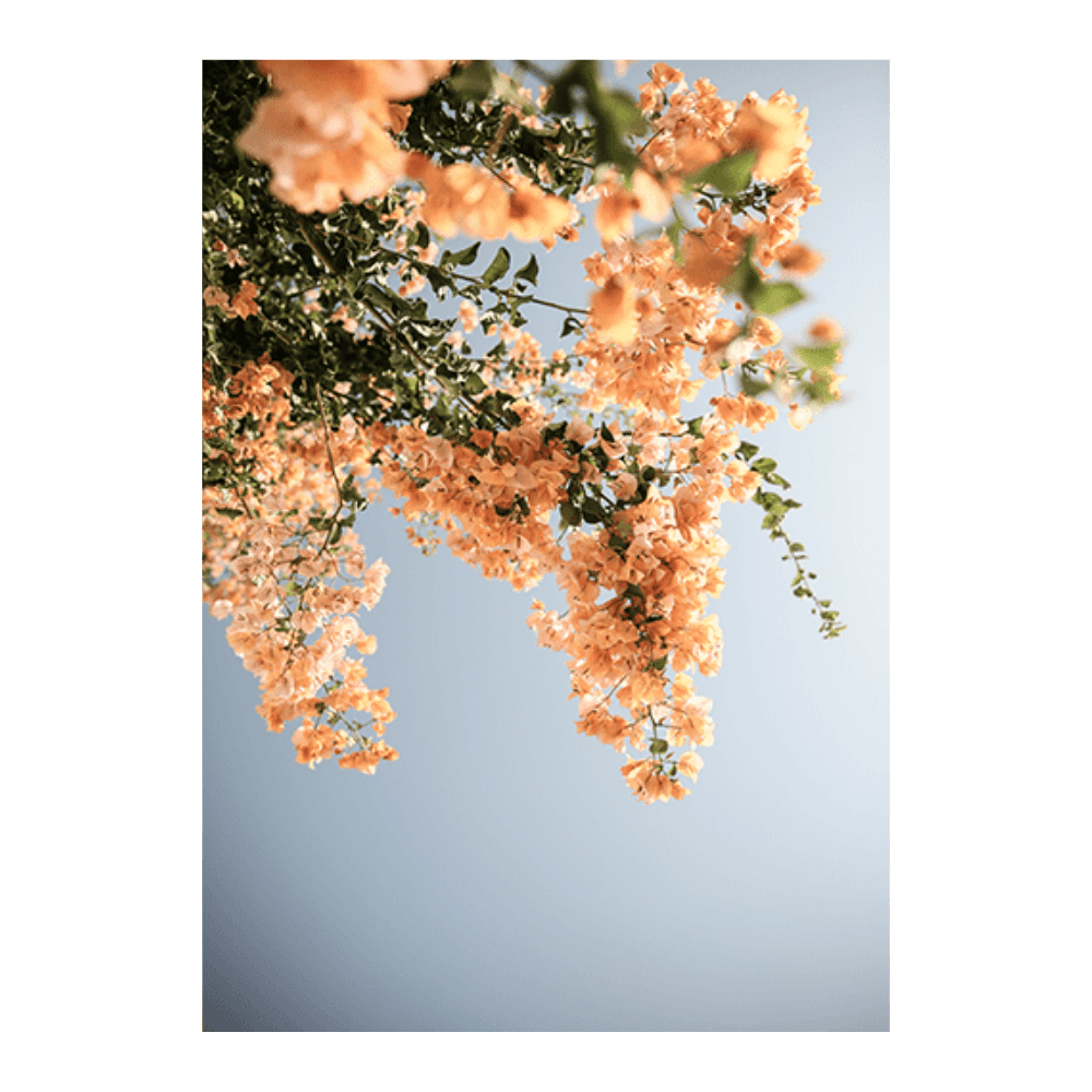 Assos Blooms