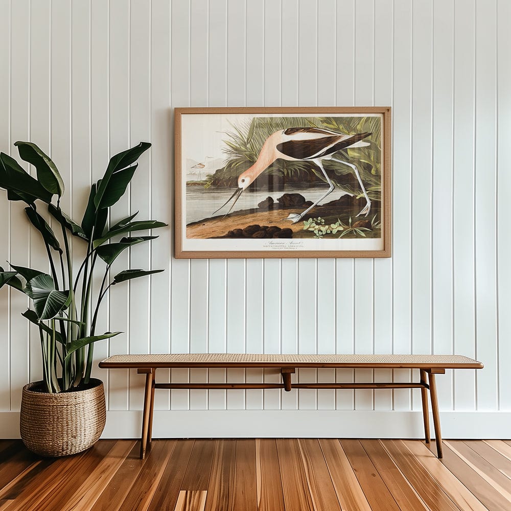 Audubon American Avocet