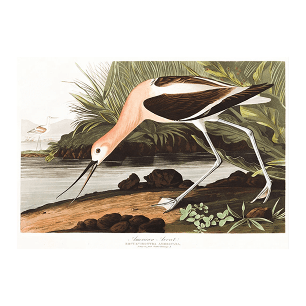 Audubon American Avocet